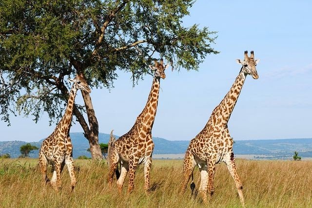 3 Days Serengeti - Ngorongoro