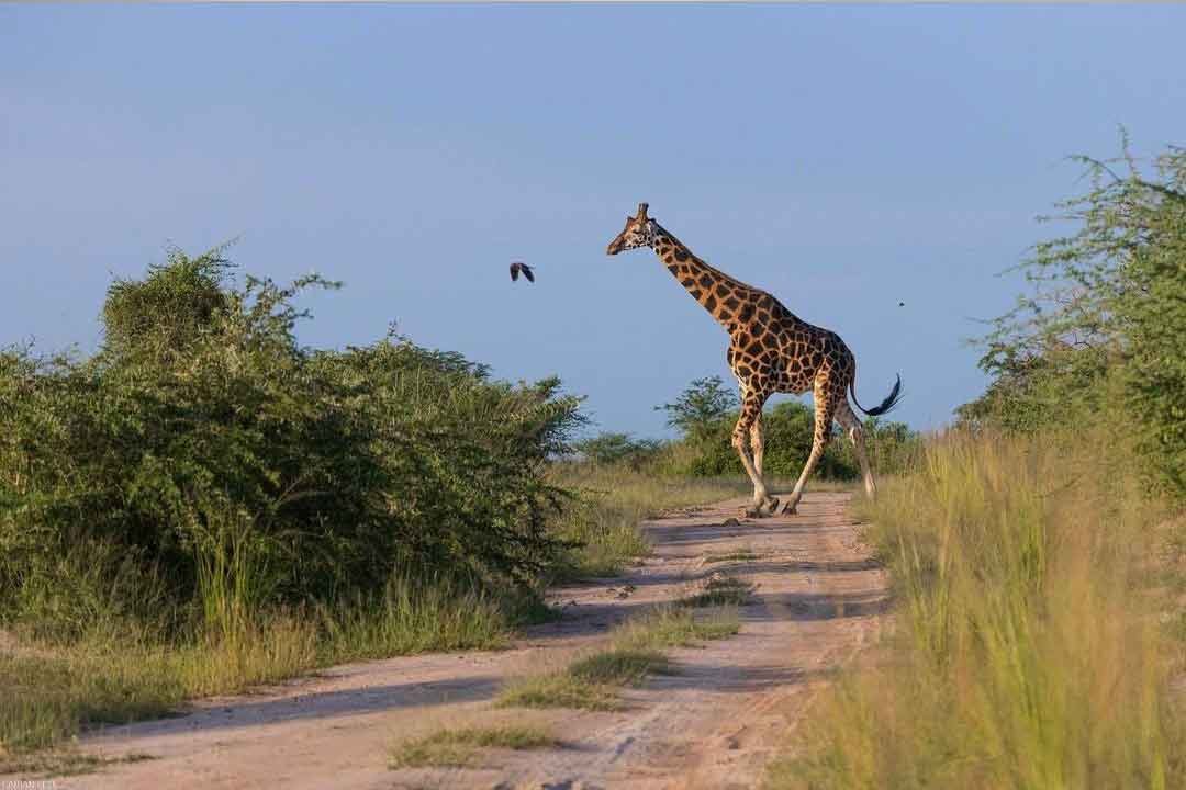 Mikumi National Park Safaris gallery image