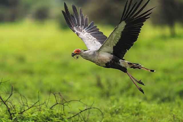 Best Tarangire National Park gallery image