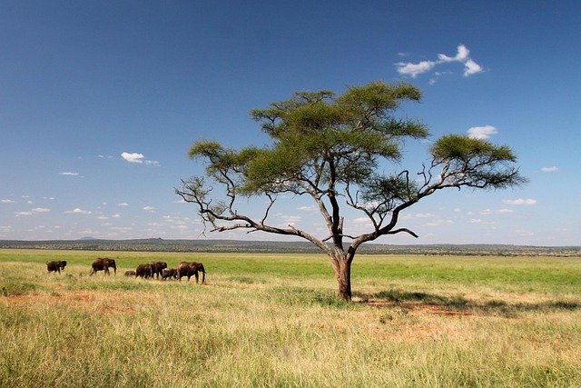 Serengeti day trip Safaris gallery image