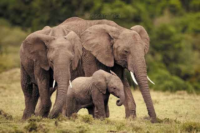 Serengeti day trip Safaris image 1