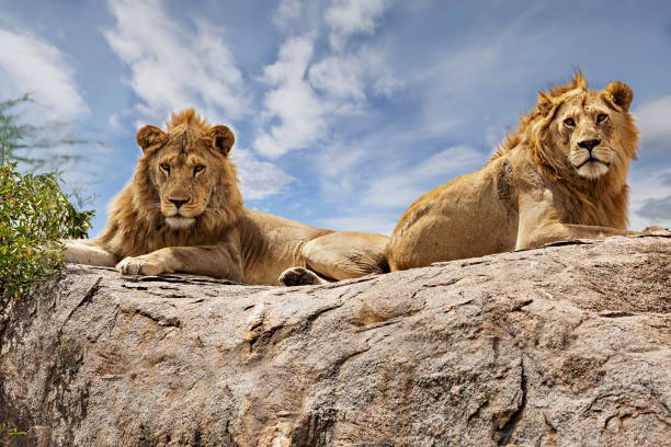 Queen Elizabeth National Park image 1