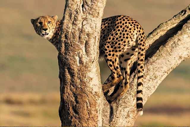 Mikumi National Park Safaris gallery image